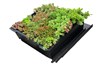 EUREKO GREEN Střešní krytina pro šikmé zelené střechy + substrát + vegetace